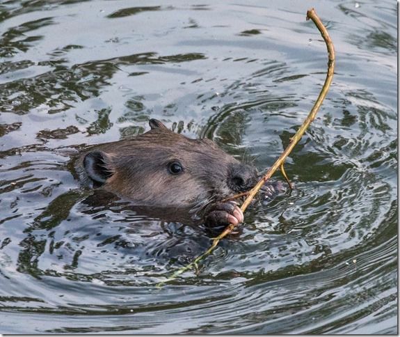 Beaver Lodge Spring 2018